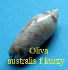 Oliva (Acutoliva) australis f. kurzi, Petuch & Sargent 1986 